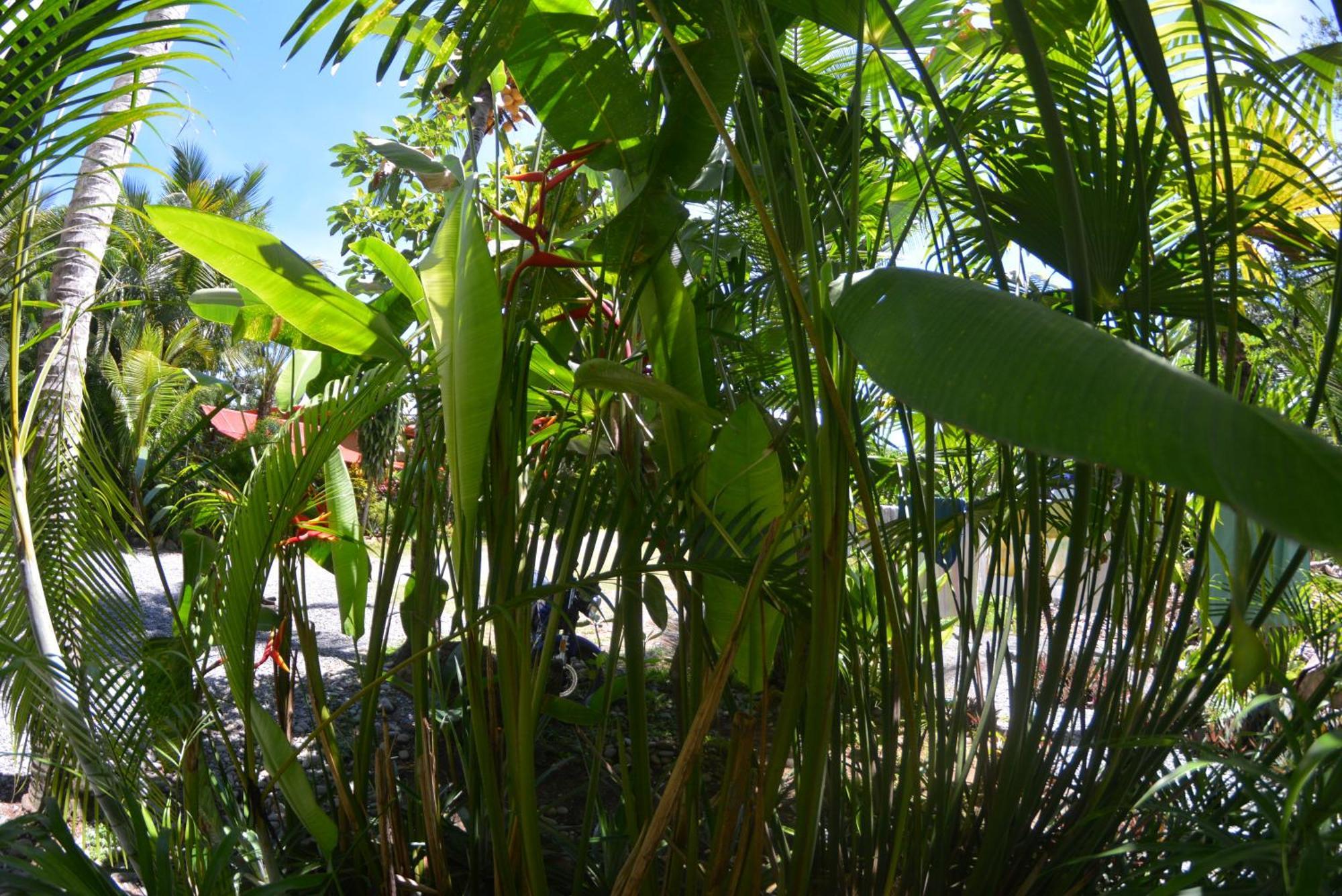 Hotel Swell Pavones Pavones  Exterior foto